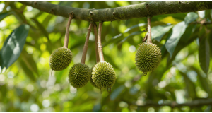 How Is Durian Grown? Inside a Malaysian Orchard